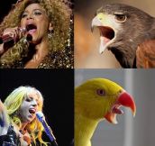 If Popstars Were Birds