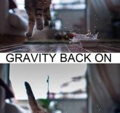 Cats and Gravity