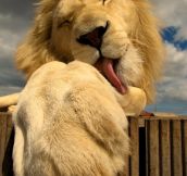 Lions can be cute too
