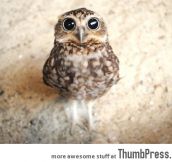 Owls are just so damn cute.