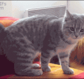 We want our caturday back!!! (12 Funny Cat GIFs)