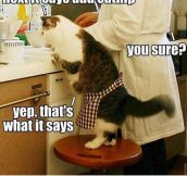 Cooking with Catnip