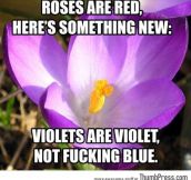 Violets are violet