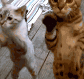 TGIC: The 12 Hilarious Cat GIFs for The Weekend.