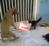 The 10 Funniest Cat GIFs Of The Week