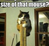 Did you see the size of that mouse?