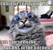Have you seen those dragons
