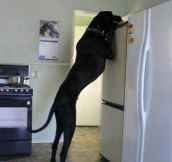My dog is big…