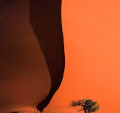 Oryx at the base of a sand dune…