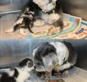 Lost dog finds little kitten and saves her…