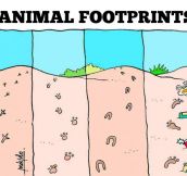 Types of animal footprints…