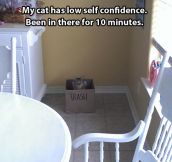Cat with low self confidence…