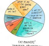 Cat owners’ thought breakdown…