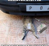 Auto repair cat…