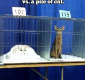 Tall cat vs. pile of cat…