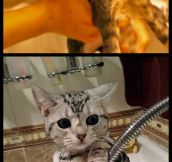 Cats traumatized by baths…