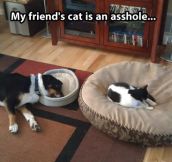 Further proof cats are jerks…