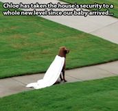 Security taken to a whole new level…