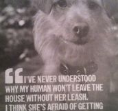 Dog thoughts on humans…