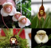 Monkey Orchids…