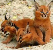 Fox? Cats? Nope, they’re Caracal kittens…