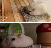 Hamster cooling down in summer…