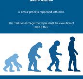 Humans did not evolve from monkeys…