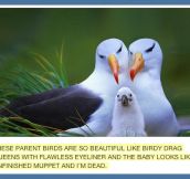 The ugly duckling…