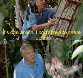 Sir David Attenborough finds a sloth…