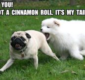 Everyone loves a pug’s cinnamon roll…