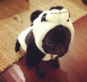 Panda puppy…