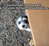 Scared of the dog park…