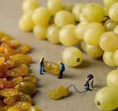 How grapes are made…