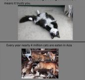 Interesting cat facts…