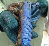 Rare Bi-Colored Lobster…