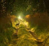 The most majestic path you’ll see today…
