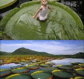 Victoria Amazonica, the plant that can support up to 40 kg…