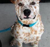 Interesting spotted dog…