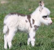 Cute baby donkey…