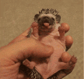 The cutest hedgehog ever…