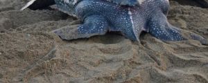 How I saved the life of a leatherback sea turtle…