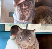 Oldest and biggest wombat on earth…