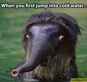 Jumping into cold water…