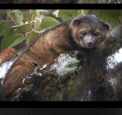 A new species has been found: The Olinguito…