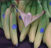 Ruthless bananas…