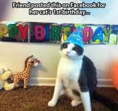 A cat’s first birthday…