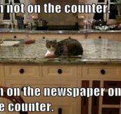 Lawyer cat has a good argument…