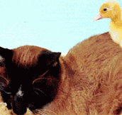 Mama cat adopts baby ducks…