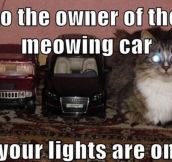 Whoever owns the meowing car…
