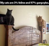 Cat gargoyles…